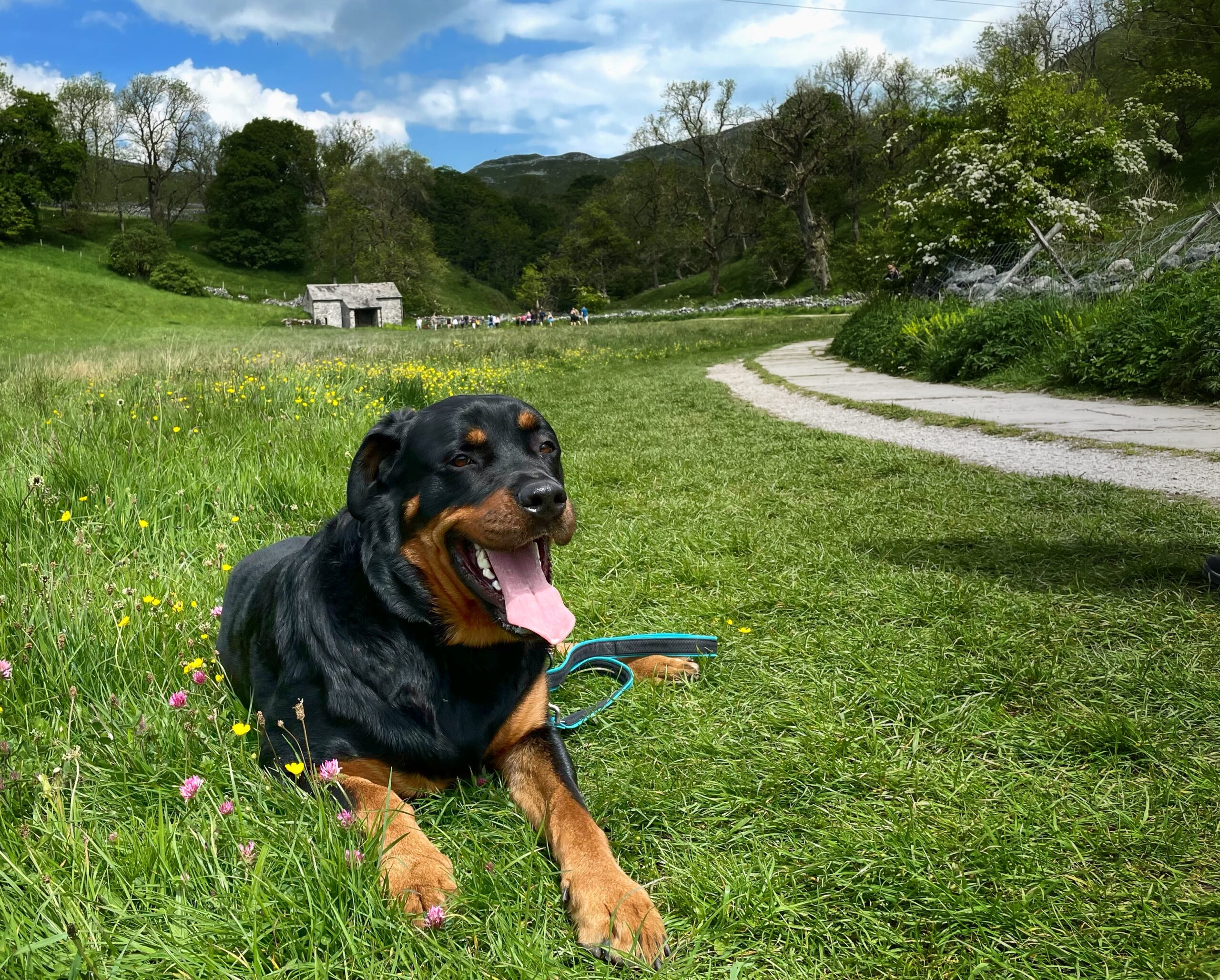 Waffle in the lakes Waffle in the lakes